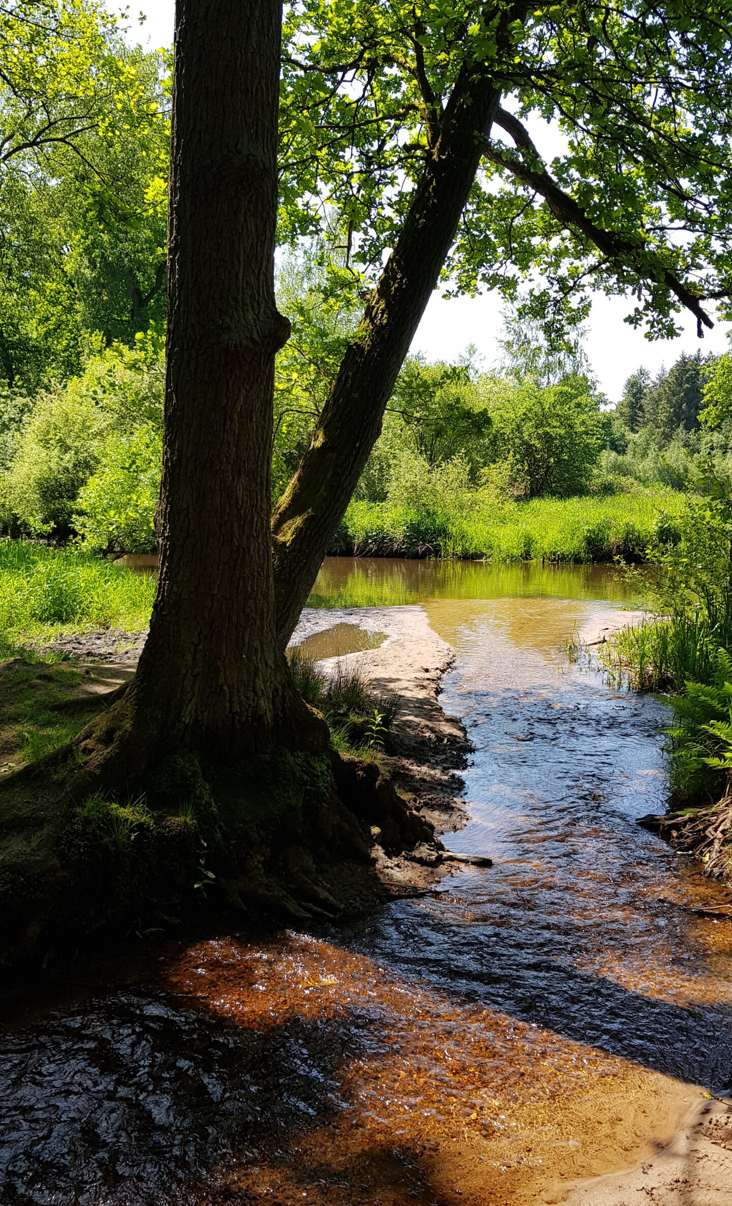 Fluss am Waldrand · Photo von Jenny Schroers